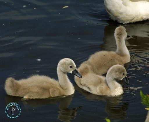 Mute Swan 9R054D-111.JPG